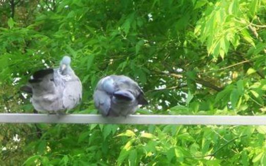 пара голубей в саду