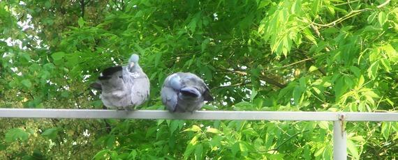 пара голубей в саду