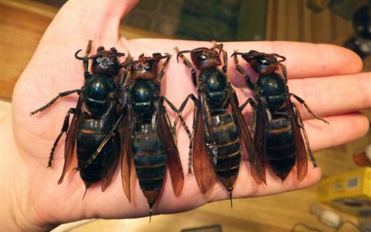 азиатские шершни