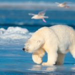 белый медведь на люду в Арктике