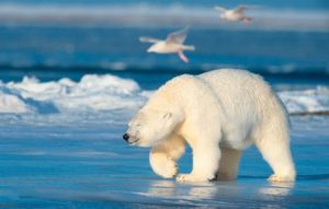 белый медведь на люду в Арктике