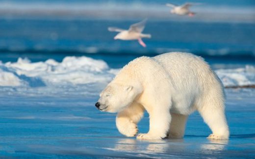 белый медведь на люду в Арктике