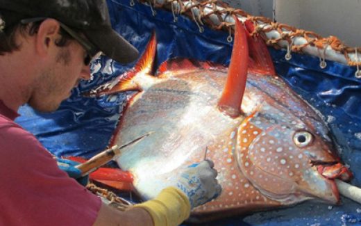 Опах - теплокровная рыба