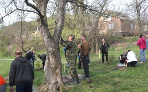 влюбленные деревья обвились стволами друг об друга