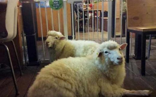 кафе с овцами