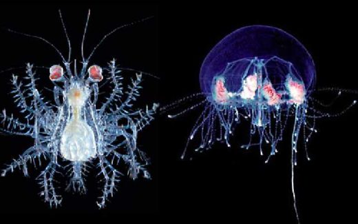 зоопарк под микроскопом