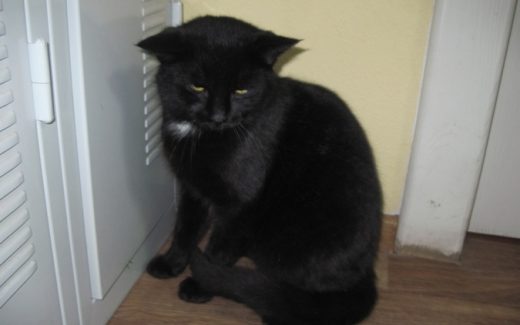 кот пообедал на 6тыс. грн