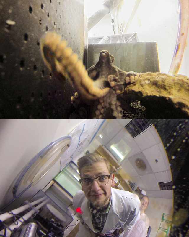 снимки сделал осьминог