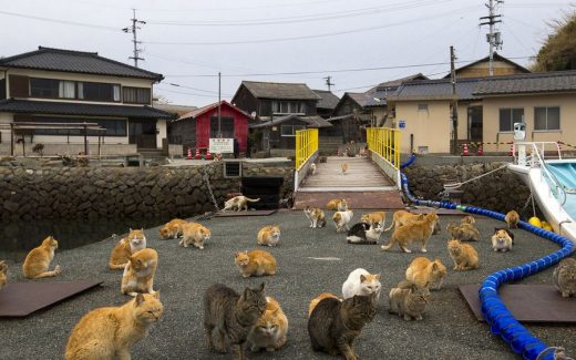 остров Ашиома - кошачий рай