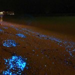 фитопланктон создает светящееся побережье у берегов Мальдивов