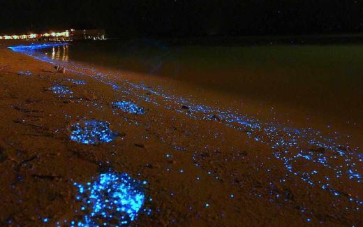 фитопланктон создает светящееся побережье у берегов Мальдивов