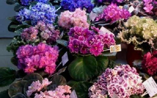 фиалки (сенполии)