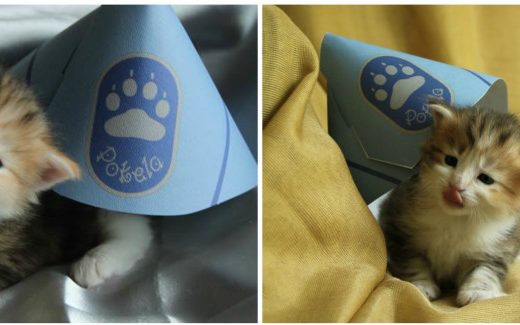 Финская полиция «взяла на работу» кошку-психолога