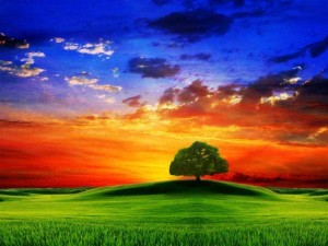 рассвет, одинокое дерево