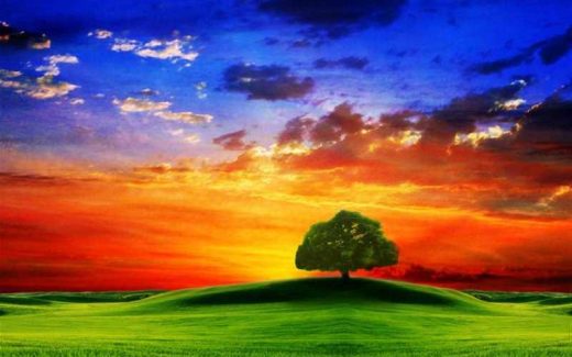 рассвет, одинокое дерево