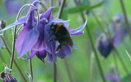 шмель на цветке колокольчика