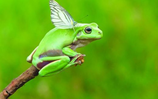лягушка с крыльями (бабочка сидит на лягушке)