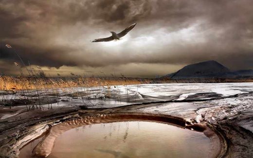 птица над озером