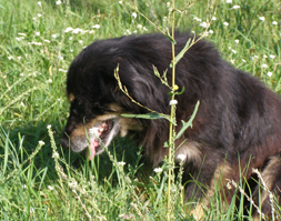Снупи - лучшая собака