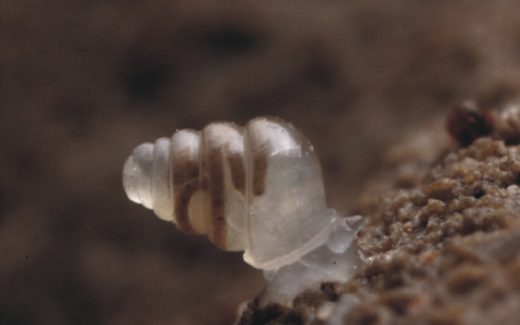 вид сухопутных лёгочных улиток из отряда Zospeum