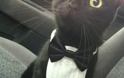 чернобелый кот, лорд