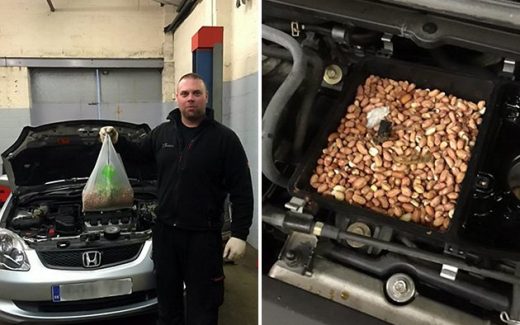 белка заполнила автомобиль орехами