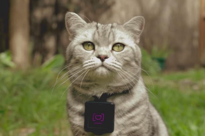 Кот с ошейником Catstacam со встроенной фотокамерой