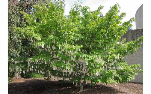 дерево желаний Йоко Оно