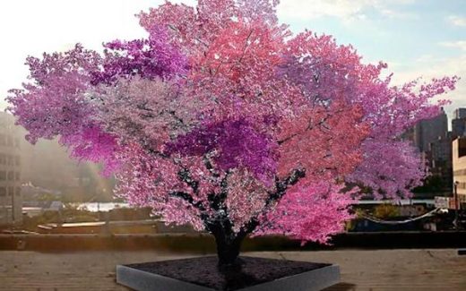 дерево цветет разными цветами (оновременно цветами разных фруктовых деревьев)