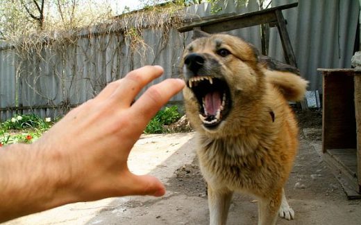 злая собака