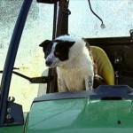 собака за рулем трактора