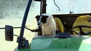 собака "за рулем" трактора устроила аврию