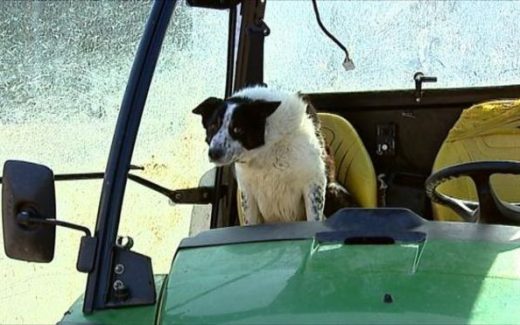 собака за рулем трактора