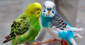 волнистые попугаи