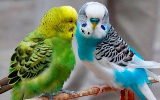 волнистые попугаи