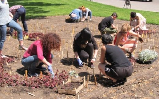 высадка цветов на клумбу