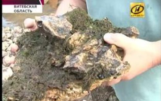 на доломитовых валунах учёные обнаружили Цинкидотус Дунайский – водяной мох.