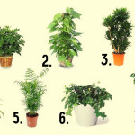 растения, которые очищают воздух