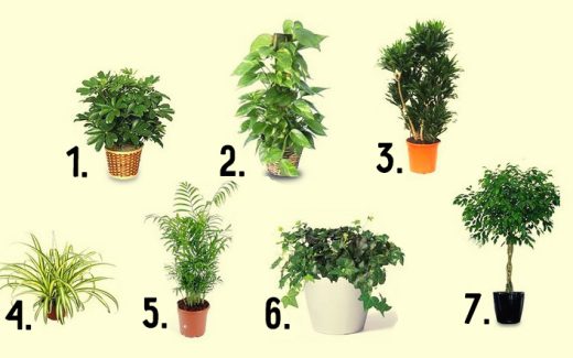 растения, которые очищают воздух