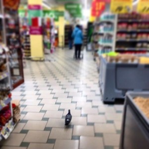 голубь свободно ходит по полу в супермаркете