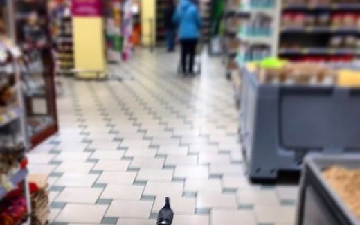 голубь свободно ходит по полу в супермаркете