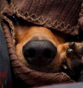 собака, хорошие дела