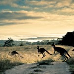 кенгуру на дороге