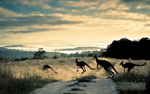кенгуру на дороге