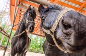 кони, лошади