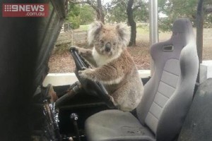 коала за рулем автомобиля