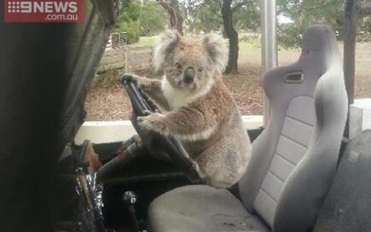 коала за рулем автомобиля