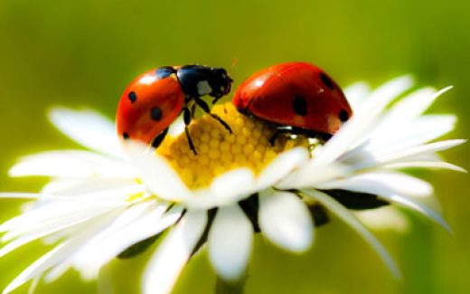 божьи коровки на ромашке