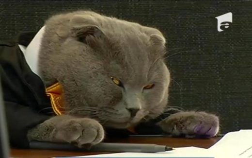 кот Босс работает менеджером по рекламе