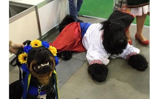 на выставке собак - конукрс в вышиванках